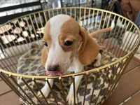 Marcie, a female Beagle for sale in Venus, FL – 3 of 8