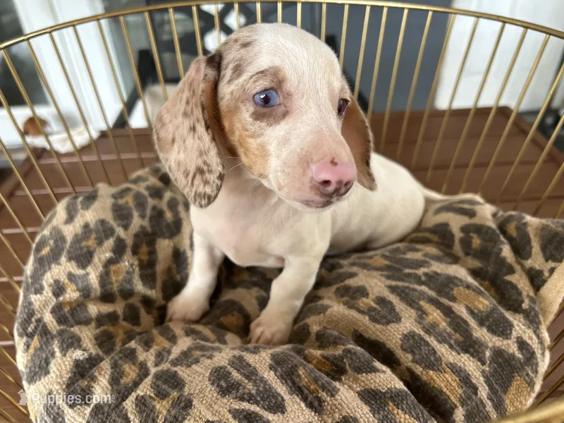 Missy – Miniature Dachshund puppy for sale in Venus, FL