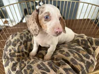 Missy, a female Miniature Dachshund for sale in Venus, FL – 1 of 9