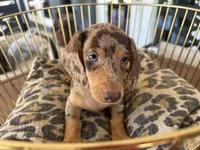 Baby, a female Miniature Dachshund for sale in Venus, FL – 3 of 9