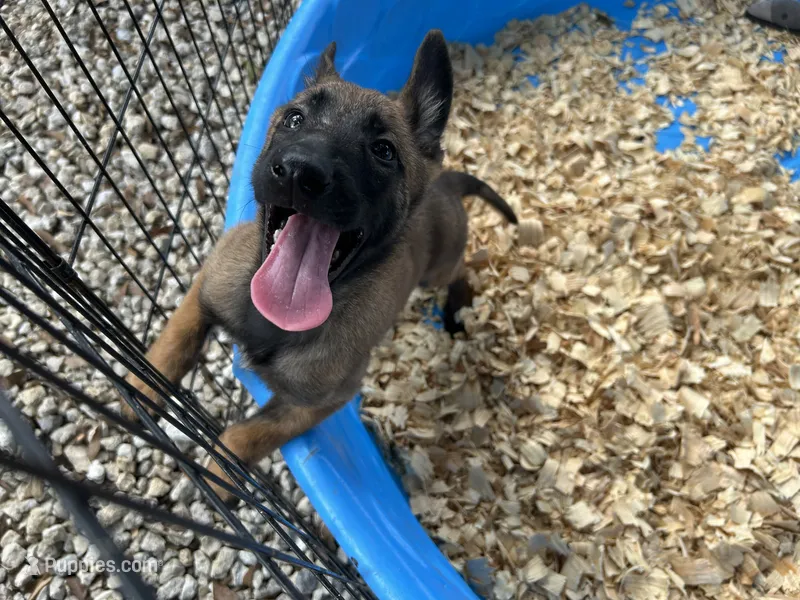 Mickey  – Belgian Malinois puppy for sale in Venus, FL