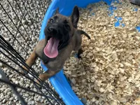 Mickey , a male Belgian Malinois for sale in Venus, FL – 7 of 10