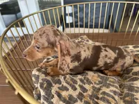 Cookie, a female Miniature Dachshund for sale in Venus, FL – 7 of 10
