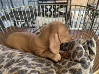 Buzz, a male Miniature Dachshund for sale in Venus, FL – 5 of 8