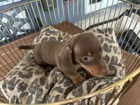 Calvin, a male Miniature Dachshund for sale in Venus, FL – 6 of 9