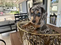 Blue, a male Miniature Dachshund for sale in Venus, FL – 3 of 10