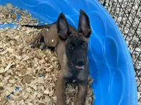 Ronnie, a male Belgian Malinois for sale in Venus, FL – 5 of 10