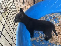 Onyx, a male Belgian Malinois for sale in Venus, FL – Photo 7 of 8