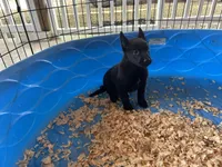 Onyx, a male Belgian Malinois for sale in Venus, FL – Photo 4 of 8