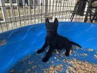 Onyx, a male Belgian Malinois for sale in Venus, FL – Photo 2 of 8