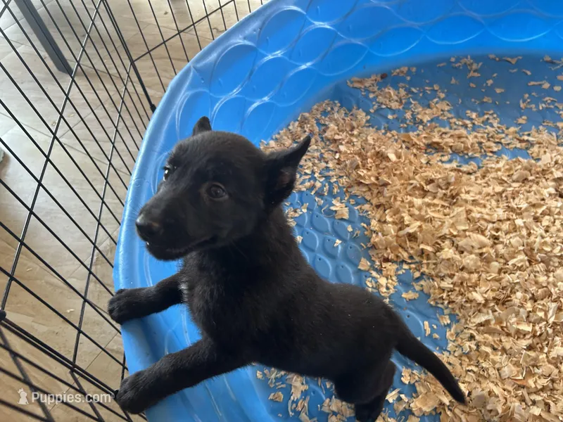 Onyx, a male Belgian Malinois for sale in Venus, FL – Photo 1 of 8