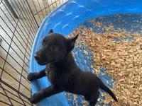 Onyx, a male Belgian Malinois for sale in Venus, FL – Photo 1 of 8