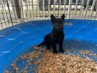 Onyx, a male Belgian Malinois for sale in Venus, FL – Photo 8 of 8
