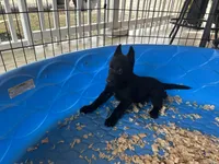 Onyx, a male Belgian Malinois for sale in Venus, FL – Photo 3 of 8