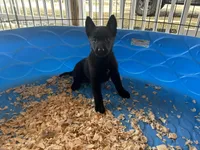 Onyx, a male Belgian Malinois for sale in Venus, FL – Photo 6 of 8