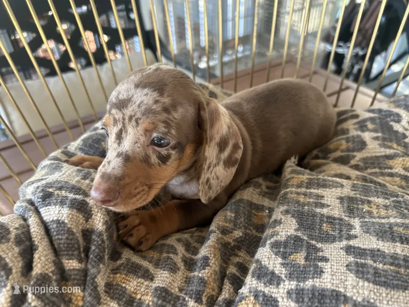 Snickers  – Miniature Dachshund puppy for sale in Venus, FL