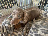 Snickers , a male Miniature Dachshund for sale in Venus, FL – 1 of 8