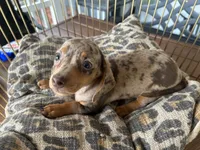 Chelsea , a female Miniature Dachshund for sale in Venus, FL – 4 of 10