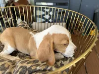 Linus, a male Beagle for sale in Venus, FL – 8 of 10