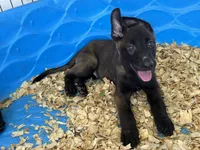 Luke, a male Belgian Malinois for sale in Venus, FL – 2 of 8