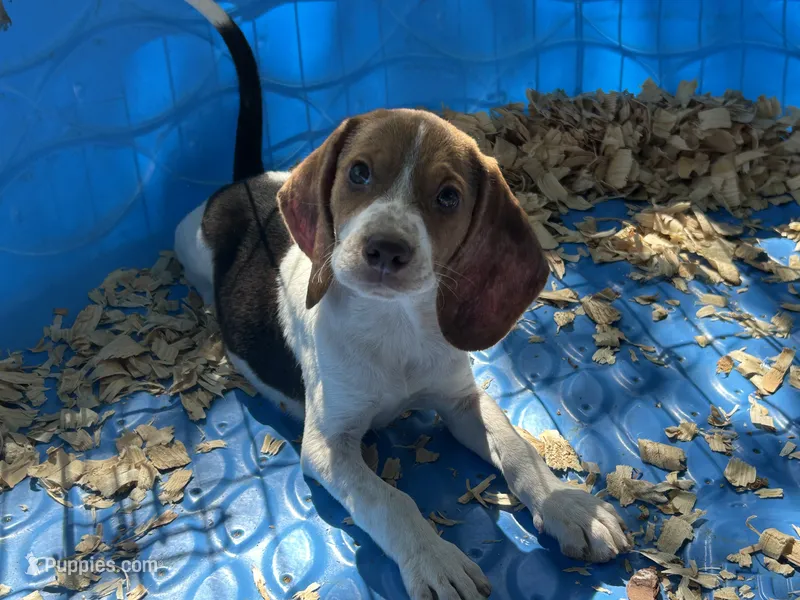 Red – Beagle puppy for sale in Venus, FL