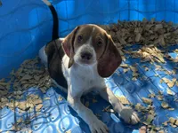 Red, a male Beagle for sale in Venus, FL – 1 of 8