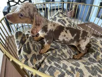 Cookie, a female Miniature Dachshund for sale in Venus, FL – 8 of 10