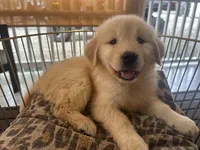 Sunny, a female Golden Retriever for sale in Venus, FL – Photo 1 of 5