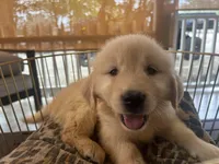 Sunny, a female Golden Retriever for sale in Venus, FL – Photo 2 of 5