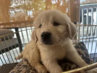 Sunny, a female Golden Retriever for sale in Venus, FL – Photo 4 of 5