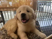 Sunny, a female Golden Retriever for sale in Venus, FL – Photo 3 of 5