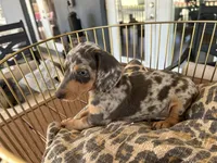 Blue, a male Miniature Dachshund for sale in Venus, FL – 9 of 10