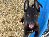 Zeus, a male Belgian Malinois for sale in Venus, FL – 7 of 10