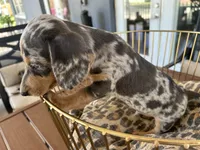 Blue, a male Miniature Dachshund for sale in Venus, FL – 5 of 10