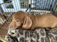 Buzz, a male Miniature Dachshund for sale in Venus, FL – 8 of 8