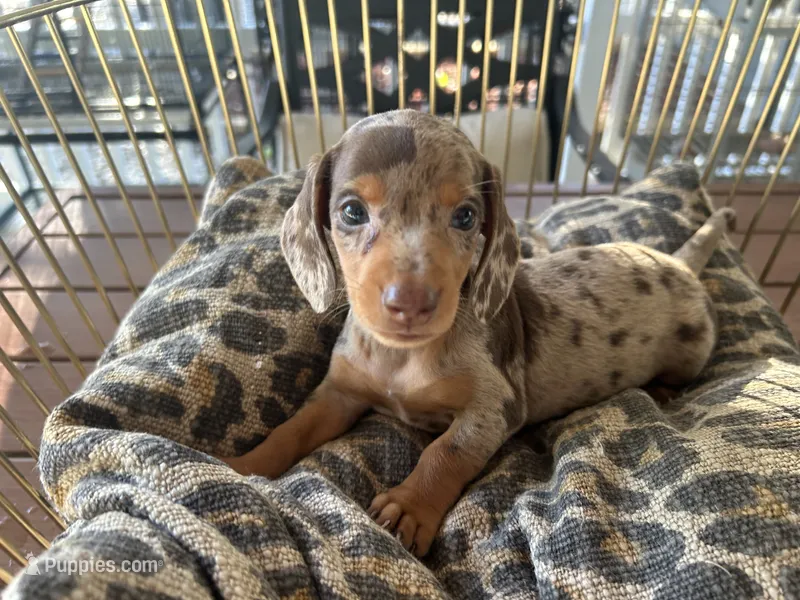 Hershey  – Miniature Dachshund puppy for sale in Venus, FL