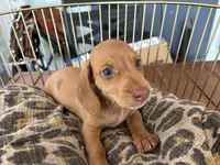 Freddy, a male Miniature Dachshund for sale in Venus, FL – 4 of 10