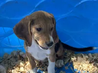 Snoopy, a male Beagle for sale in Venus, FL – 3 of 9