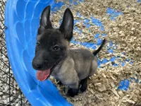 Luke, a male Belgian Malinois for sale in Venus, FL – 3 of 8