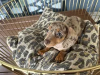 Chelsea , a female Miniature Dachshund for sale in Venus, FL – 2 of 10