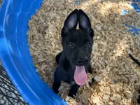 Onyx, a male Belgian Malinois for sale in Venus, FL – 7 of 10