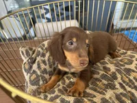 Brownie , a male Miniature Dachshund for sale in Venus, FL – Photo 6 of 8