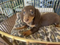 Brownie , a male Miniature Dachshund for sale in Venus, FL – Photo 5 of 8