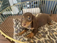 Brownie , a male Miniature Dachshund for sale in Venus, FL – Photo 7 of 8