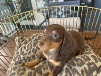 Brownie , a male Miniature Dachshund for sale in Venus, FL – Photo 4 of 8