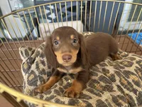 Brownie , a male Miniature Dachshund for sale in Venus, FL – Photo 8 of 8