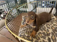 Brownie , a male Miniature Dachshund for sale in Venus, FL – Photo 3 of 8