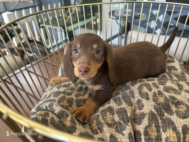 Brownie  – Miniature Dachshund puppy for sale in Venus, FL
