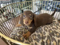 Brownie , a male Miniature Dachshund for sale in Venus, FL – Photo 1 of 8