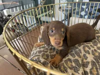 Brownie , a male Miniature Dachshund for sale in Venus, FL – Photo 2 of 8